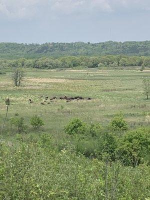 Buffalo as seen from the mill hill