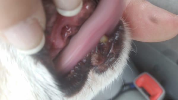 Canine (fang) tooth fell out...Balcones Animal Hospital had great advice & worked us into the schedule!