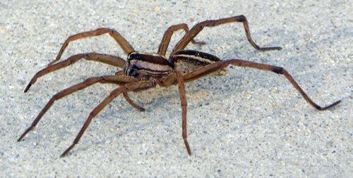 Wolf Spider