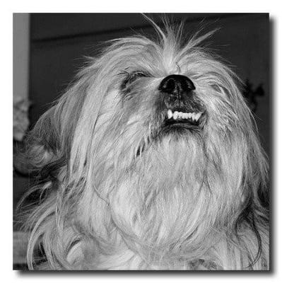 Houndog  before his appointment with Scooter at The Fur Side.  Too much hair for this Georgia heat!