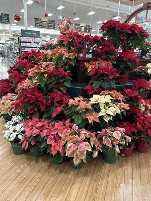 Huge poinsettia display.