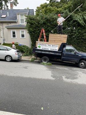 Hedge Trimming