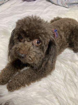 Chocolate Mini Poodle