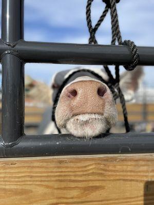 Cow in the stockyards