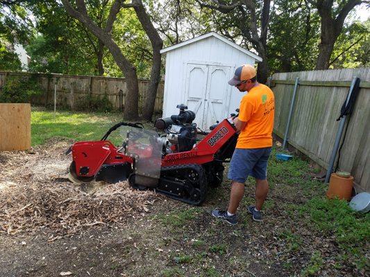 Stump Grinding removes the root base, preventing regrowth and leveling the area.