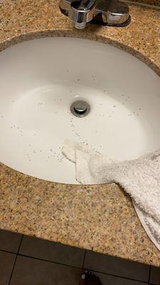 Ants in the sink