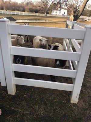 These sheeps eat well and are super friendly:)