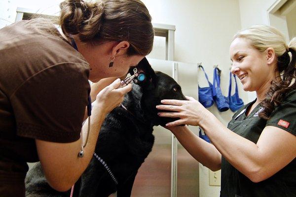 Mid-Valley Veterinary Hospital