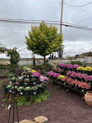 Fall Mums