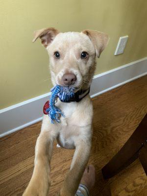 Our puppy Fitz playing after class