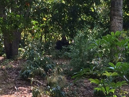 Western Lowland Gorilla