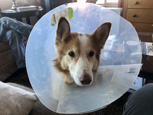 She now has to wear the cone to keep her from licking the biopsied lump, but she's ready to get back in the game of life!