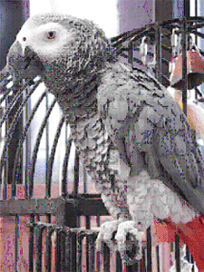 Shamus- an African Gray Parrot- the office pet