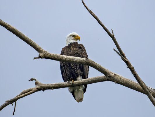 We are proud of our Eagle Residents