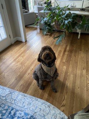 Brown labradoodle