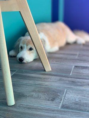 Riley the Goldendoodle - groom by Danielle