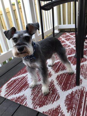 We asked for a non traditional schnauzer cut and showed them some pictures. Turned out EXACTLY the way we wanted! Great job.