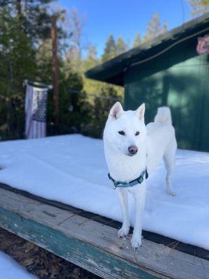 Bodhi on the stage in the Knott Hole back yard, winter 2023