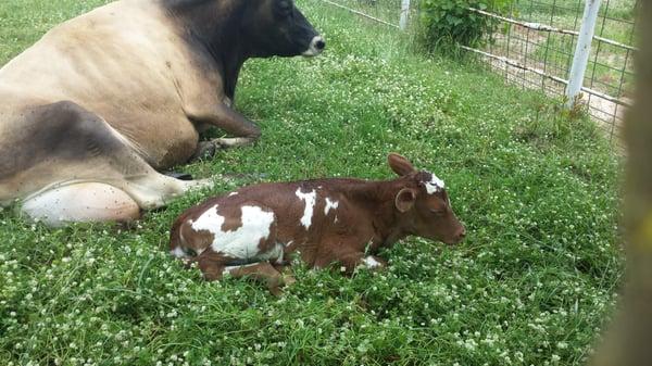 Another successful delivery of mini Jersey heifer calf - pretty flashy little beauty on Falster Farm on Pasture 365.