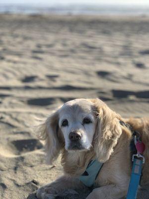 Blondie dog - 16 years old