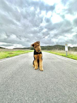 A picture of Archie off leash during a walk staying so perfectly for a picture! He's only 5 months old.