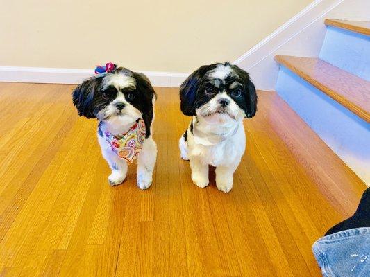 These are my dogs after being groomed I have to say they look amazing!