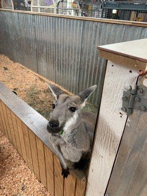 Friendly kangaroos!