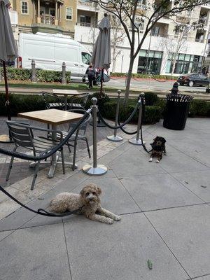 2 Happy dogs learning how to exist calmly in public spaces.