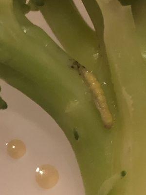 Worms in my steamed broccoli. This is the 2nd time this has happened.