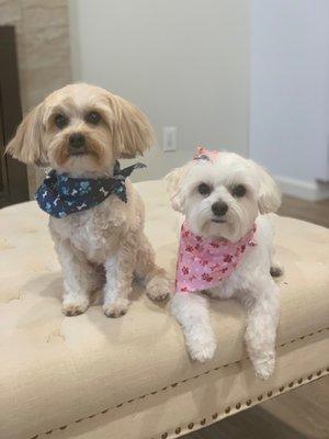 Freshly groomed at Lollipups!