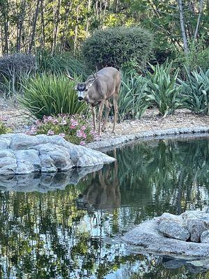 Dove Canyon Golf Club