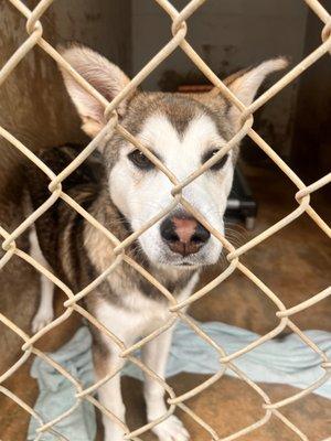 this was one of the two pups we were looking to take home but due to that extremely long wait.