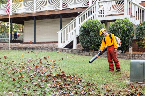 Yellow Ribbon Tree Experts