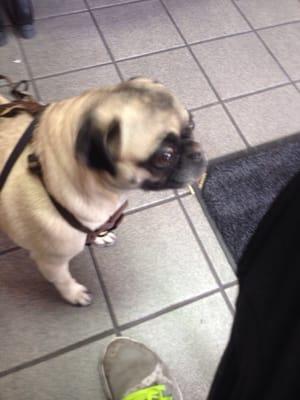 My pug waiting for service.