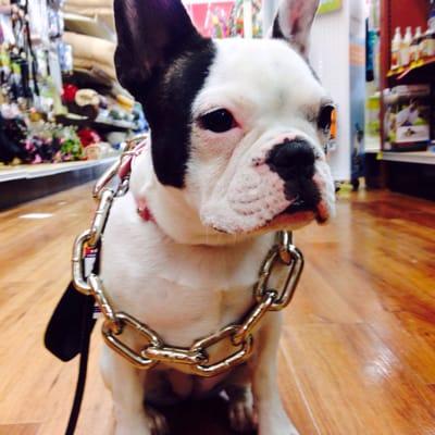 Collar shopping I'm a lil Dog with BIG DOG taste.... Follow me on Instagram Waffles_Frenchie