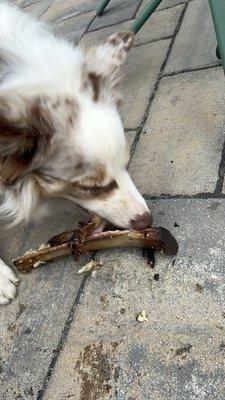 Puccini the Merle border collie