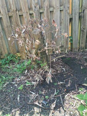 One of eight shrubs killed by UVNL