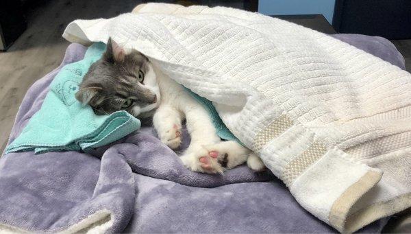 Jazzy comfortable during her treatment.