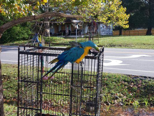 one of the best experiences I have ever had at a automotive shop with talking birds