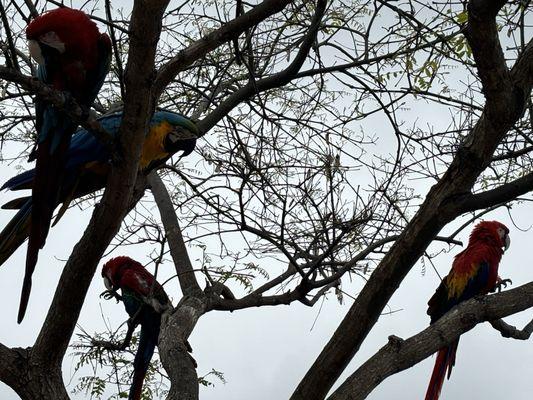 here's something you don't see everyday: a random tree full of Macaws ...