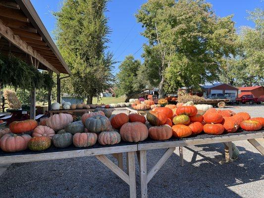 Coning Family Farm