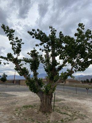 This is the tree listed below .. It was dying.. had them cut it back and added bore medicine wala.. It's thriving