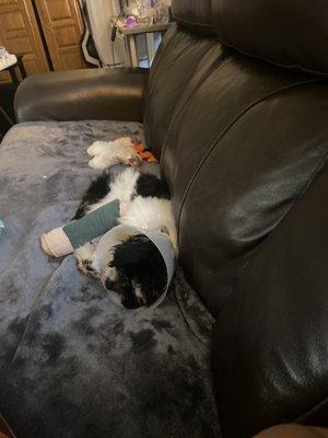 Poor Zar with her broken leg