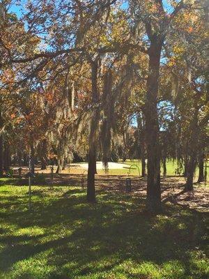 Backyard view. Grandfather-in-law's place.