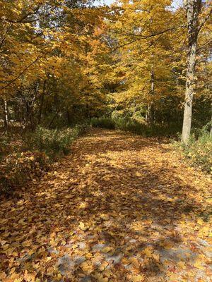 Trail in park