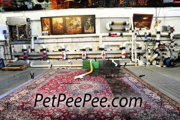 what new in PetPeePee rug cleaning