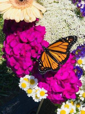 One of the monarch butterflies we released and settled into a nearby flower