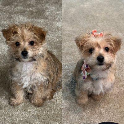 Left Is before and right is after grooming