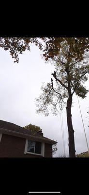 Removing dangerous branch from top of the house