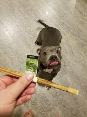 My girl loves her bully stick